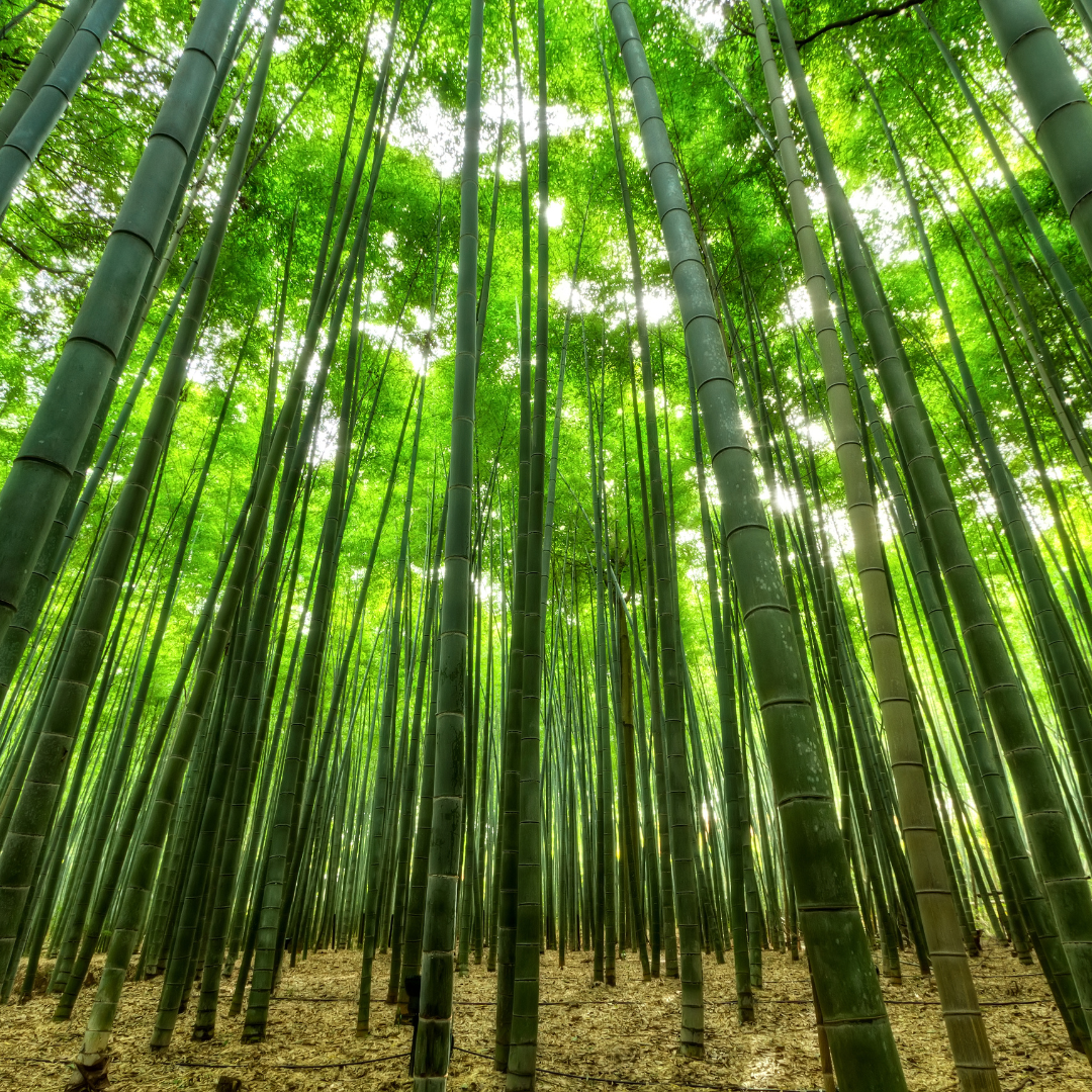 成長が早く農薬が少ない竹のイメージ写真